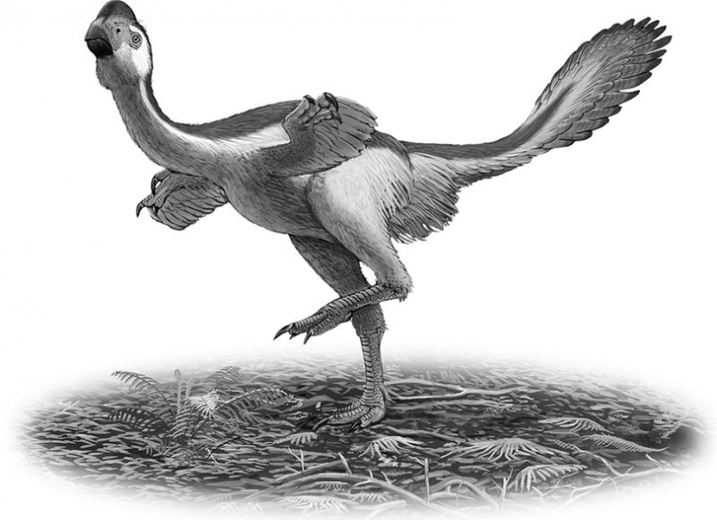 Иллюстрация к книге — Мурзозавр и Овирапторы. Гость из будущего [i_008.jpg]