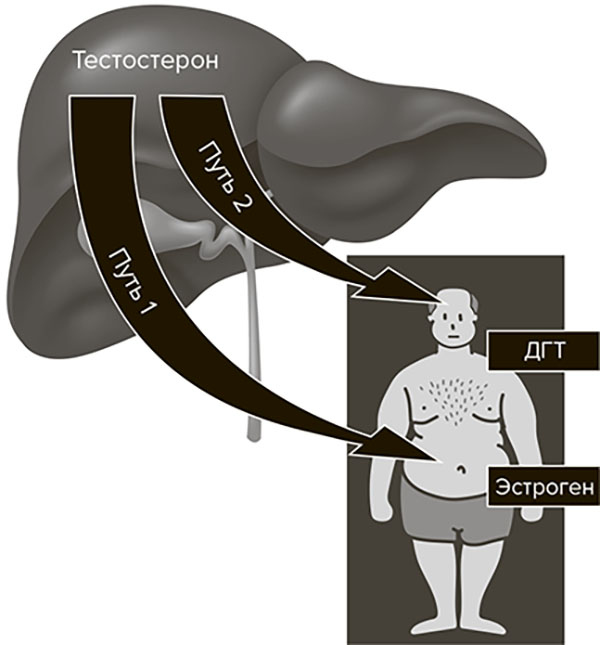 Иллюстрация к книге — Молодость навсегда. Как замедлить процессы старения и сохранить здоровье [i_007.jpg]