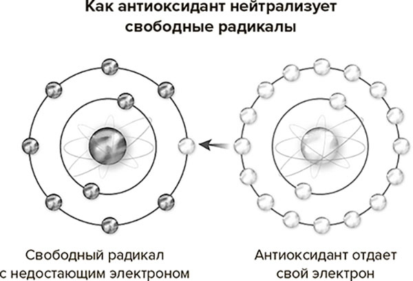 Иллюстрация к книге — Молодость навсегда. Как замедлить процессы старения и сохранить здоровье [i_012.jpg]