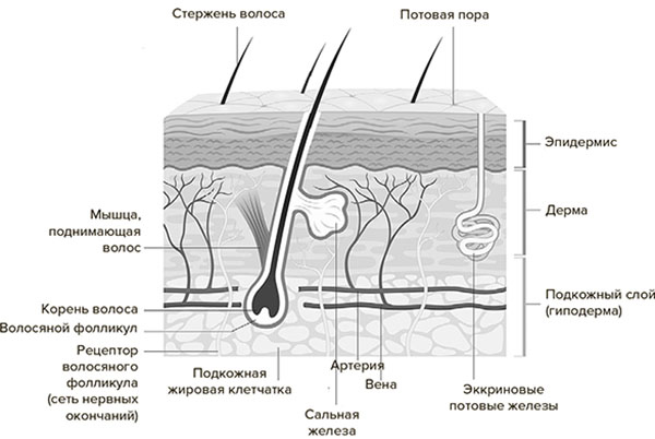 Иллюстрация к книге — Молодость навсегда. Как замедлить процессы старения и сохранить здоровье [i_023.jpg]