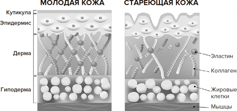 Иллюстрация к книге — Молодость навсегда. Как замедлить процессы старения и сохранить здоровье [i_024.jpg]
