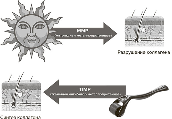 Иллюстрация к книге — Молодость навсегда. Как замедлить процессы старения и сохранить здоровье [i_026.jpg]