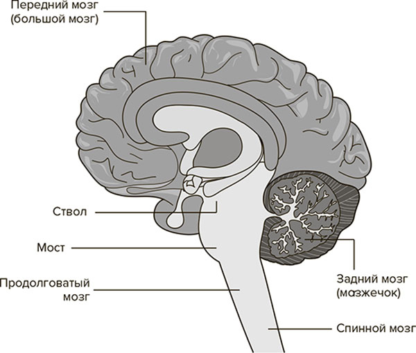 Иллюстрация к книге — Молодость навсегда. Как замедлить процессы старения и сохранить здоровье [i_027.jpg]