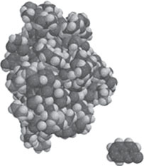 Иллюстрация к книге — Секрет аромата. От молекулы до духов. Как запах становится произведением искусства [i_041.jpg]