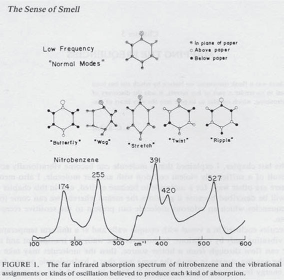 Иллюстрация к книге — Секрет аромата. От молекулы до духов. Как запах становится произведением искусства [i_060.jpg]