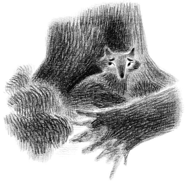 Иллюстрация к книге — Страшные истории для маленьких лисят [i_008.jpg]