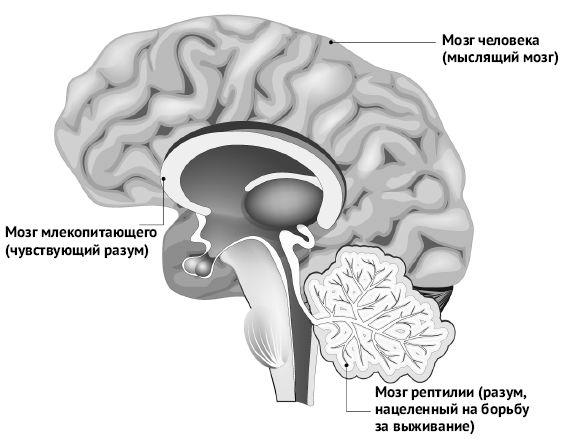 Иллюстрация к книге — Мозг и разум в эпоху виртуальной реальности [i_007.jpg]