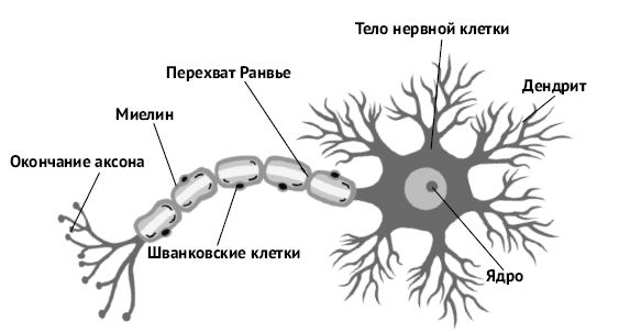 Иллюстрация к книге — Мозг и разум в эпоху виртуальной реальности [i_015.jpg]