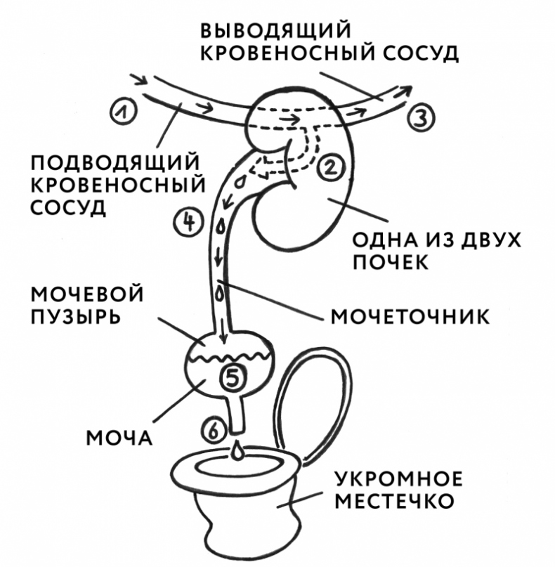 Иллюстрация к книге — Здоровая кожа без лекарств: как покончить с недостатками во внешности, изменив привычки питания [i_005.jpg]