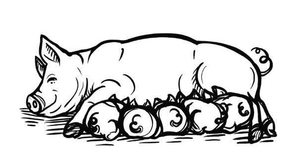 Иллюстрация к книге — О чем пьют ветеринары. Нескучные рассказы о людях, животных и сложной профессии [i_102.jpg]