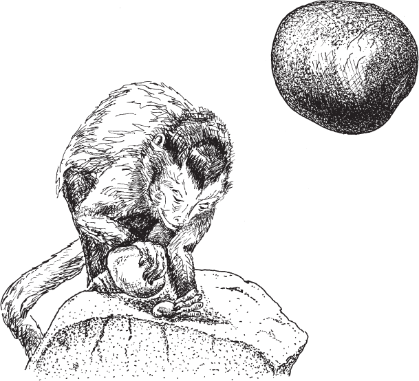 Иллюстрация к книге — Эволюция человека. Книга 3. Кости, гены и культура [i_004.jpg]