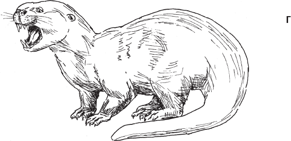 Иллюстрация к книге — Эволюция человека. Книга 3. Кости, гены и культура [i_009.jpg]