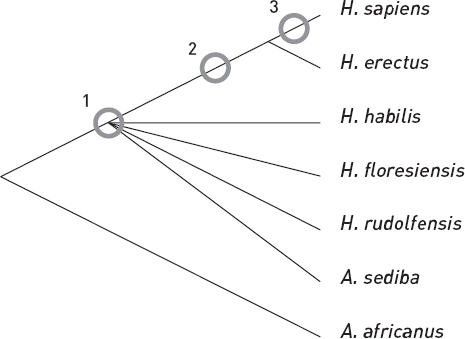 Иллюстрация к книге — Эволюция человека. Книга 3. Кости, гены и культура [i_020.jpg]