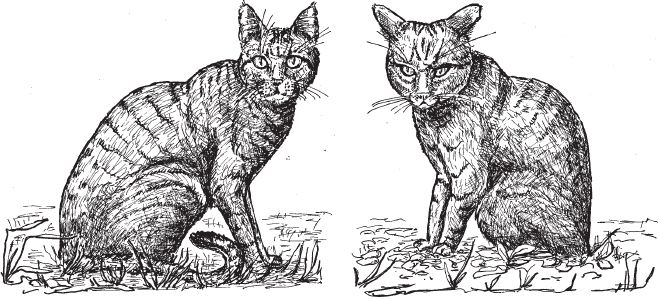 Иллюстрация к книге — Эволюция человека. Книга 3. Кости, гены и культура [i_053.jpg]