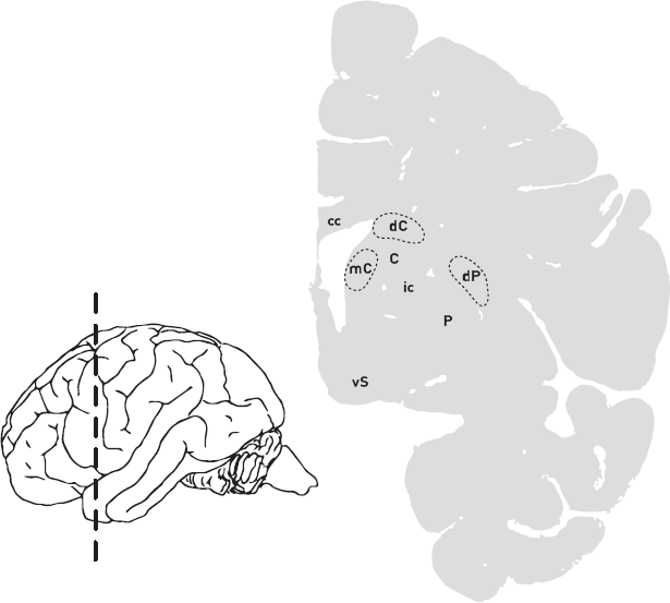 Иллюстрация к книге — Эволюция человека. Книга 3. Кости, гены и культура [i_060.jpg]