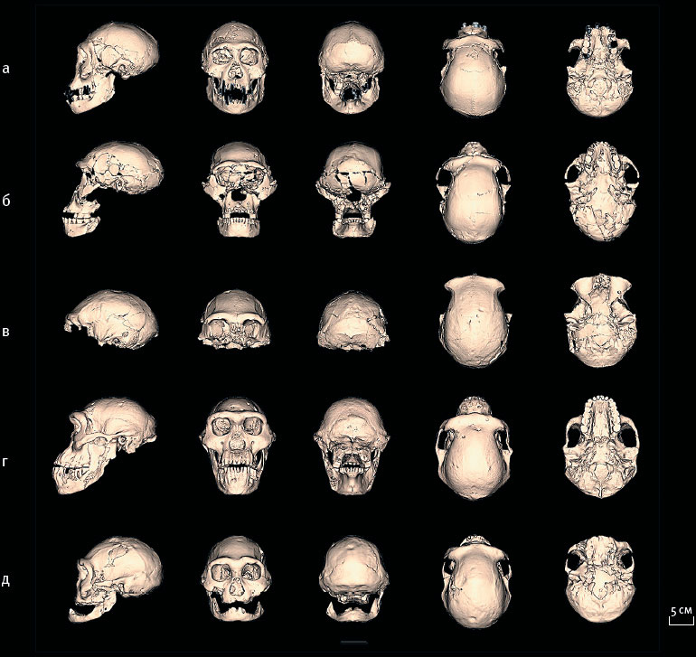 Иллюстрация к книге — Эволюция человека. Книга 3. Кости, гены и культура [i_093.jpg]