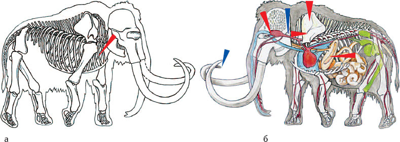 Иллюстрация к книге — Эволюция человека. Книга 3. Кости, гены и культура [i_104.jpg]