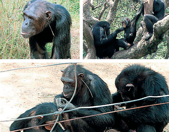 Иллюстрация к книге — Эволюция человека. Книга 3. Кости, гены и культура [i_116.jpg]