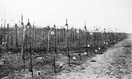 Иллюстрация к книге — Львов под русской властью. 1914–1915 [i_161.jpg]