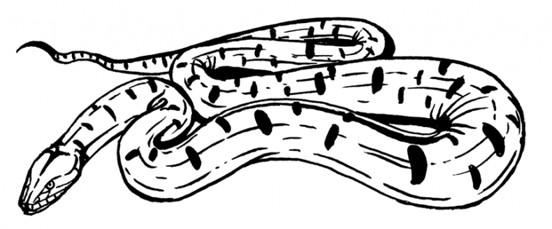 Иллюстрация к книге — Палеонтология антрополога. Том 3. Кайнозой [i_001.jpg]