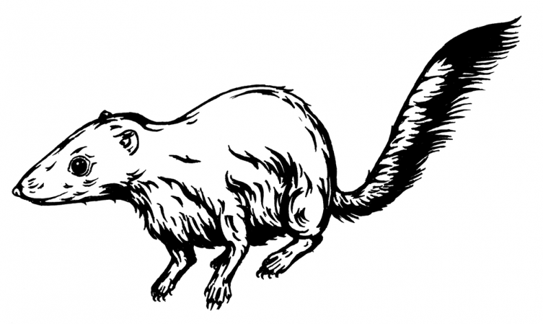 Иллюстрация к книге — Палеонтология антрополога. Том 3. Кайнозой [i_005.jpg]