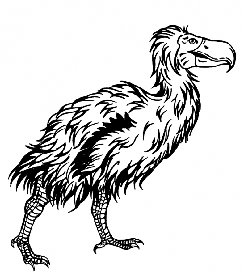 Иллюстрация к книге — Палеонтология антрополога. Том 3. Кайнозой [i_006.jpg]