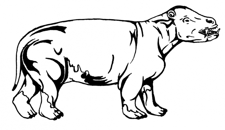 Иллюстрация к книге — Палеонтология антрополога. Том 3. Кайнозой [i_007.jpg]