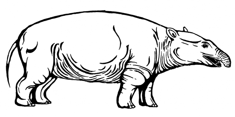 Иллюстрация к книге — Палеонтология антрополога. Том 3. Кайнозой [i_008.jpg]