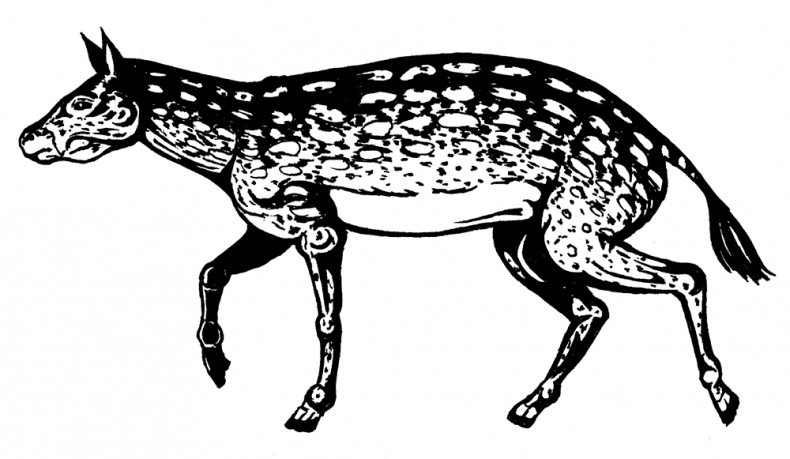 Иллюстрация к книге — Палеонтология антрополога. Том 3. Кайнозой [i_010.jpg]