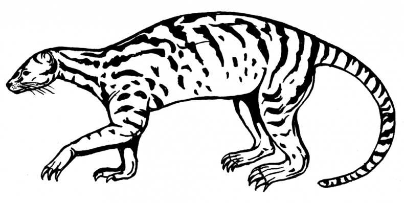 Иллюстрация к книге — Палеонтология антрополога. Том 3. Кайнозой [i_016.jpg]