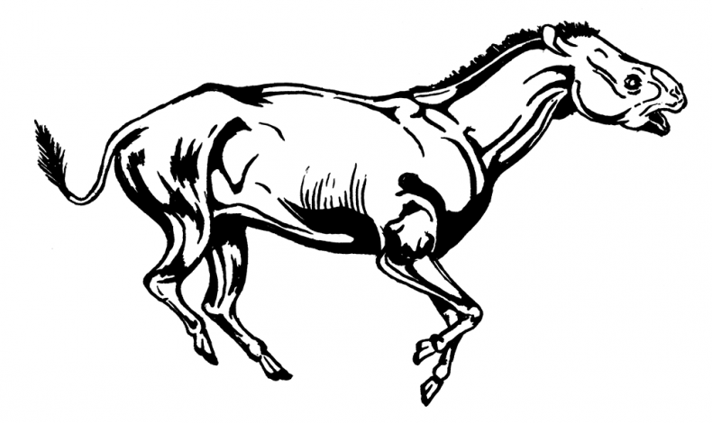 Иллюстрация к книге — Палеонтология антрополога. Том 3. Кайнозой [i_020.jpg]