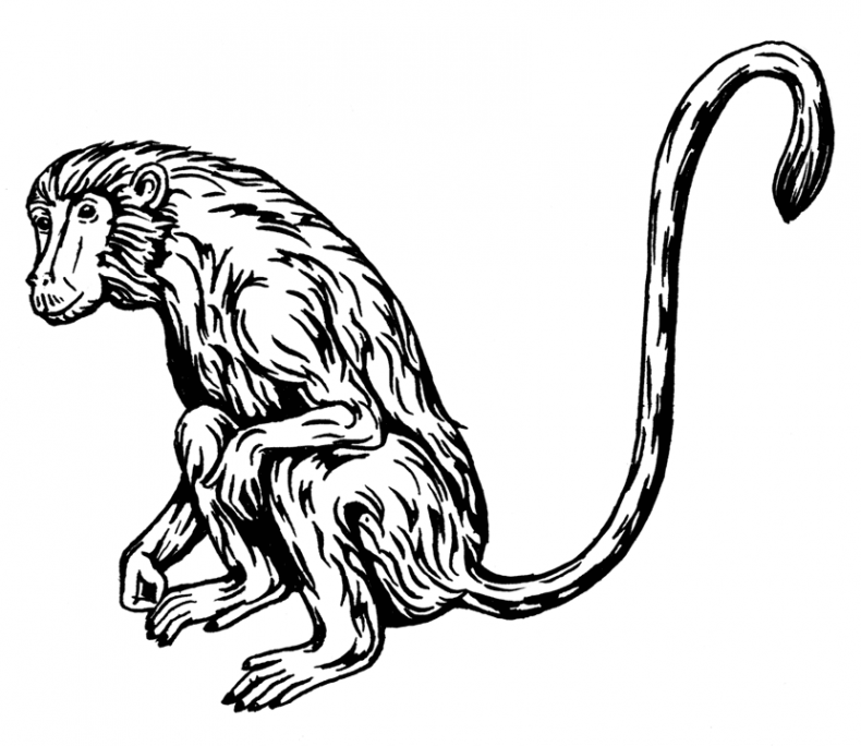 Иллюстрация к книге — Палеонтология антрополога. Том 3. Кайнозой [i_026.jpg]