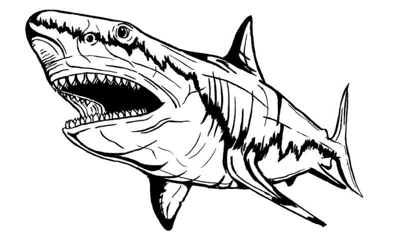 Иллюстрация к книге — Палеонтология антрополога. Том 3. Кайнозой [i_027.jpg]