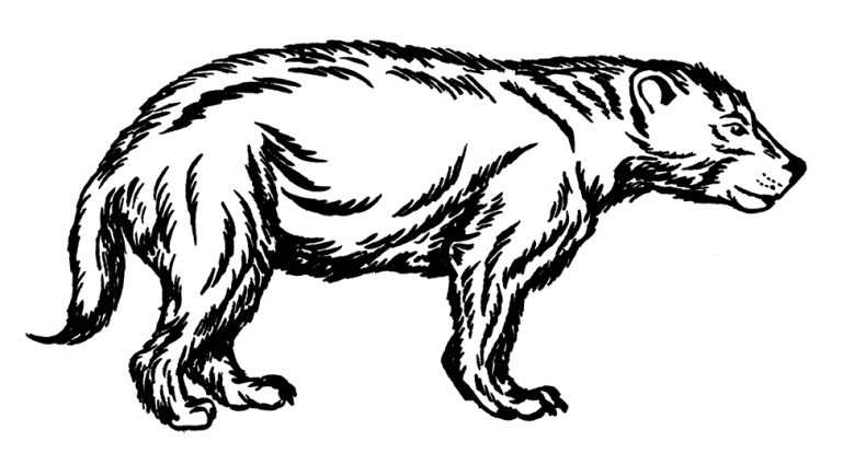 Иллюстрация к книге — Палеонтология антрополога. Том 3. Кайнозой [i_035.jpg]