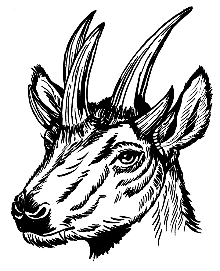 Иллюстрация к книге — Палеонтология антрополога. Том 3. Кайнозой [i_036.jpg]