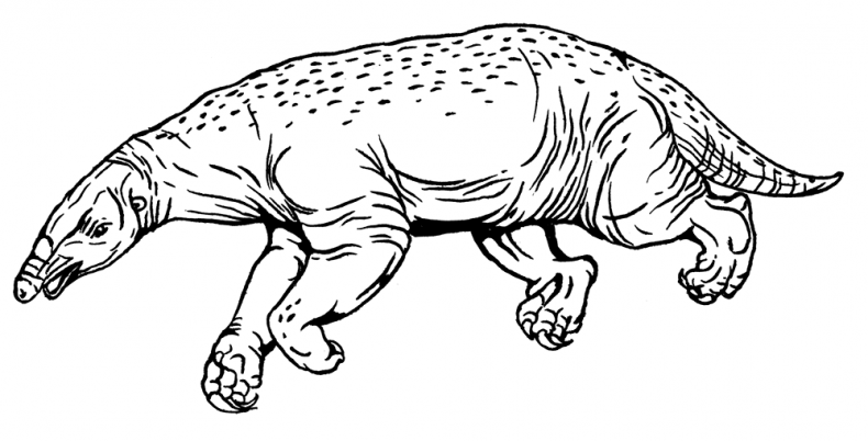 Иллюстрация к книге — Палеонтология антрополога. Том 3. Кайнозой [i_044.jpg]