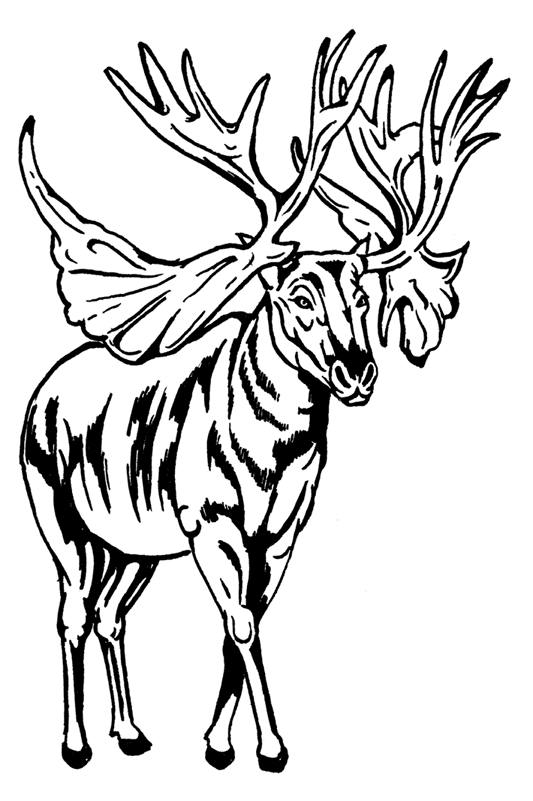 Иллюстрация к книге — Палеонтология антрополога. Том 3. Кайнозой [i_051.jpg]