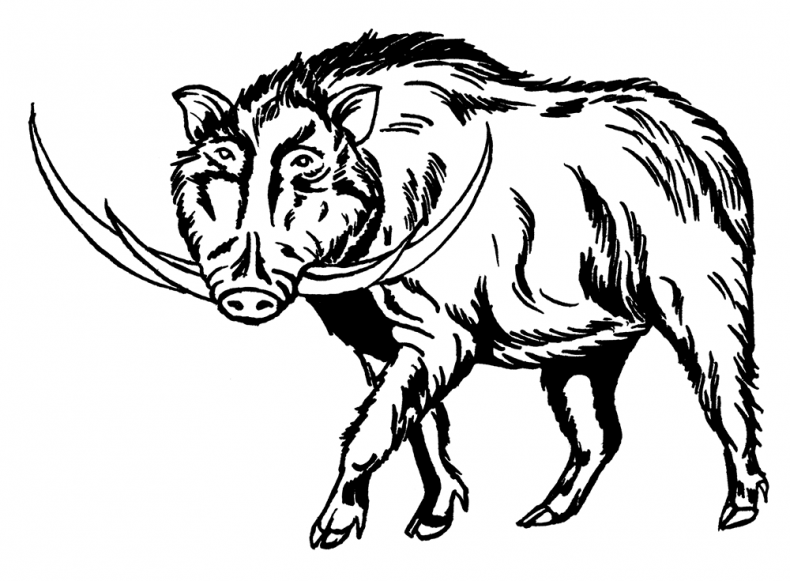 Иллюстрация к книге — Палеонтология антрополога. Том 3. Кайнозой [i_052.jpg]