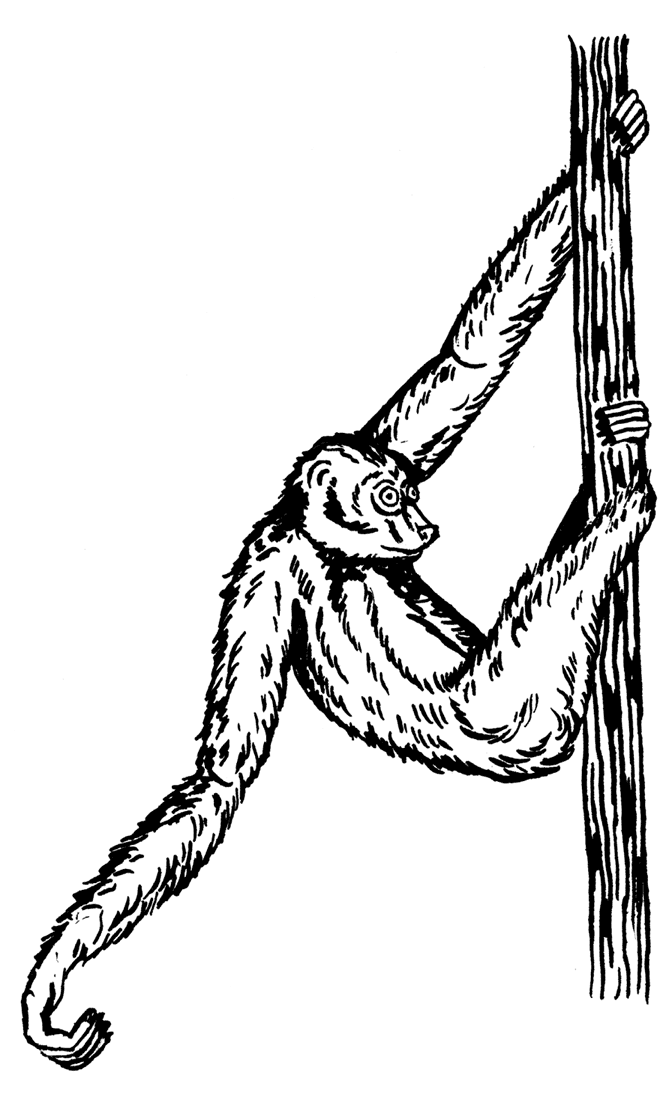 Иллюстрация к книге — Палеонтология антрополога. Том 3. Кайнозой [i_061.jpg]