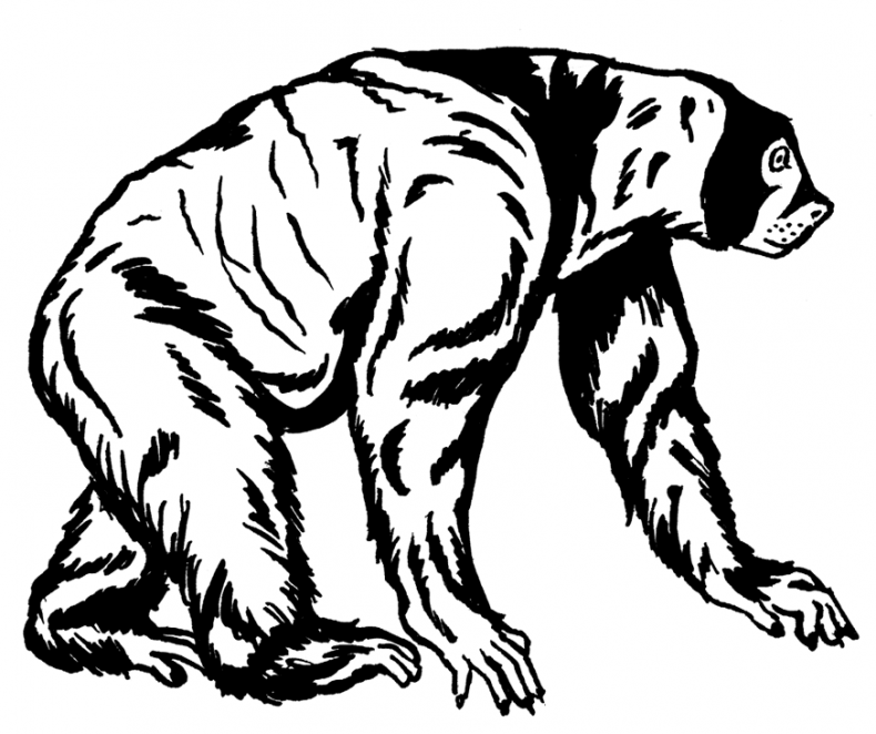 Иллюстрация к книге — Палеонтология антрополога. Том 3. Кайнозой [i_062.jpg]