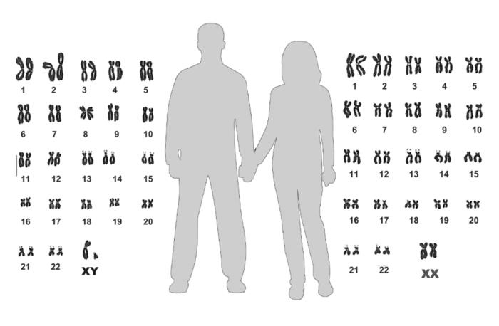 Иллюстрация к книге — Генетика на пальцах [i_004.jpg]