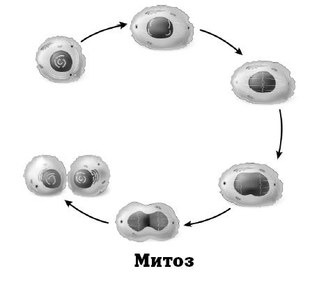 Иллюстрация к книге — Генетика на пальцах [i_005.jpg]