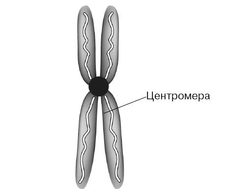 Иллюстрация к книге — Генетика на пальцах [i_006.jpg]