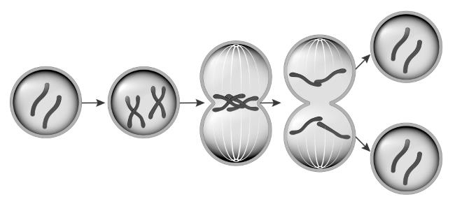 Иллюстрация к книге — Генетика на пальцах [i_008.jpg]