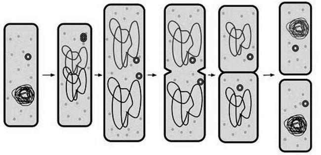 Иллюстрация к книге — Генетика на пальцах [i_010.jpg]