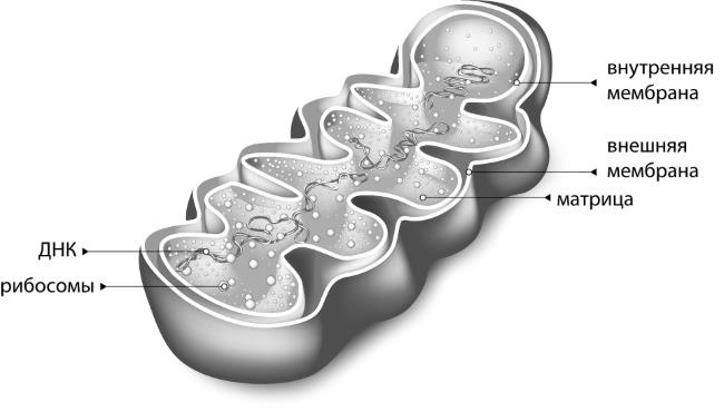 Иллюстрация к книге — Генетика на пальцах [i_011.jpg]