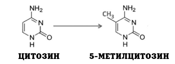 Иллюстрация к книге — Генетика на пальцах [i_039.jpg]