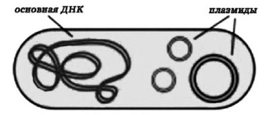 Иллюстрация к книге — Генетика на пальцах [i_041.jpg]
