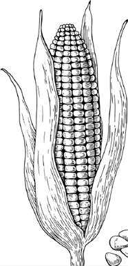 Иллюстрация к книге — Опровергая мифы о медицине. Вся правда о нашем организме [i_035.jpg]