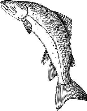 Иллюстрация к книге — Опровергая мифы о медицине. Вся правда о нашем организме [i_036.jpg]